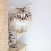 ペルシャ(チンチラ)【長野県・男の子・2024年12月28日・チンチラゴールデン】の写真11