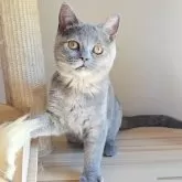 ブリティッシュショートヘア【長野県・女の子・2025年4月17日・ブルークリーム】の写真11