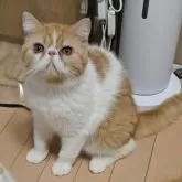 エキゾチックショートヘア【長野県・男の子・2025年1月7日・レッド&ホワイト】の写真11