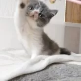 エキゾチックショートヘア【長野県・男の子・2025年2月26日・ブルー&ホワイト】の写真8