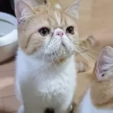 エキゾチックショートヘア【長野県・男の子・2025年1月7日・レッド&ホワイト】の写真12「ちゅーる欲しい」