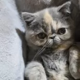 エキゾチックショートヘア【長野県・女の子・2024年9月20日・ブルークリーム】の写真13