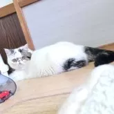 ミヌエット(長足)【長野県・男の子・2024年12月6日・ブラウンタビー&ホワイトバン】の写真13