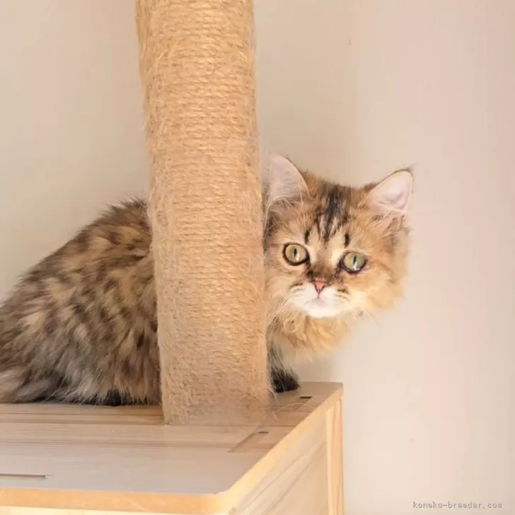 ID：2509-00270の子猫