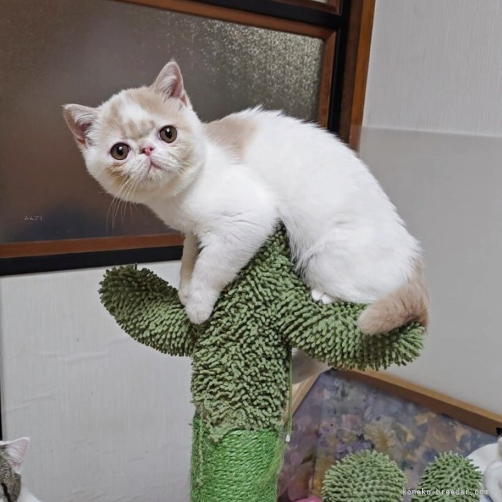 ブリーダー画像