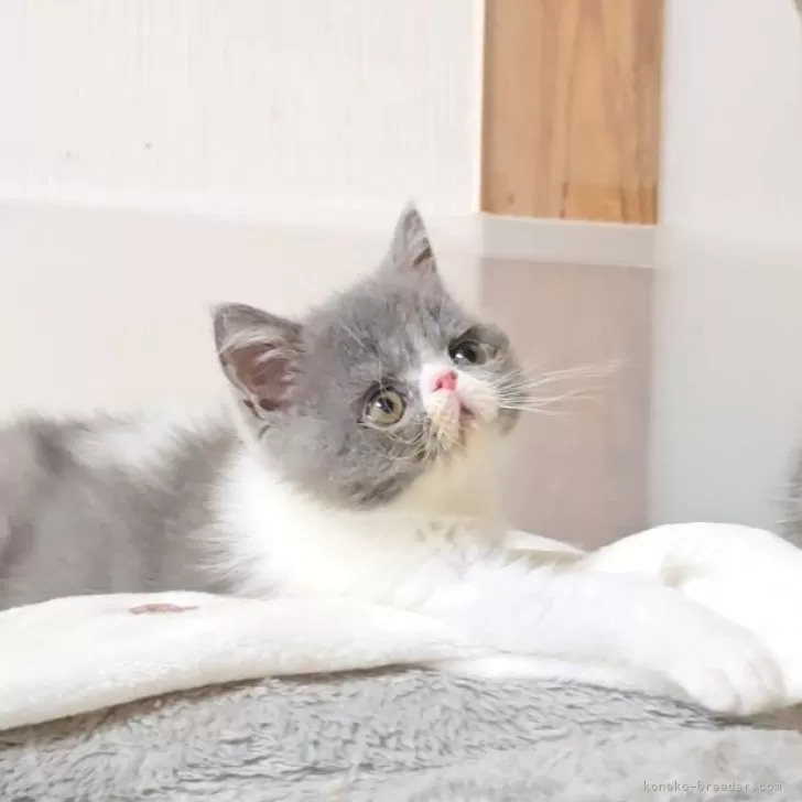 ID:2504-02938の子猫