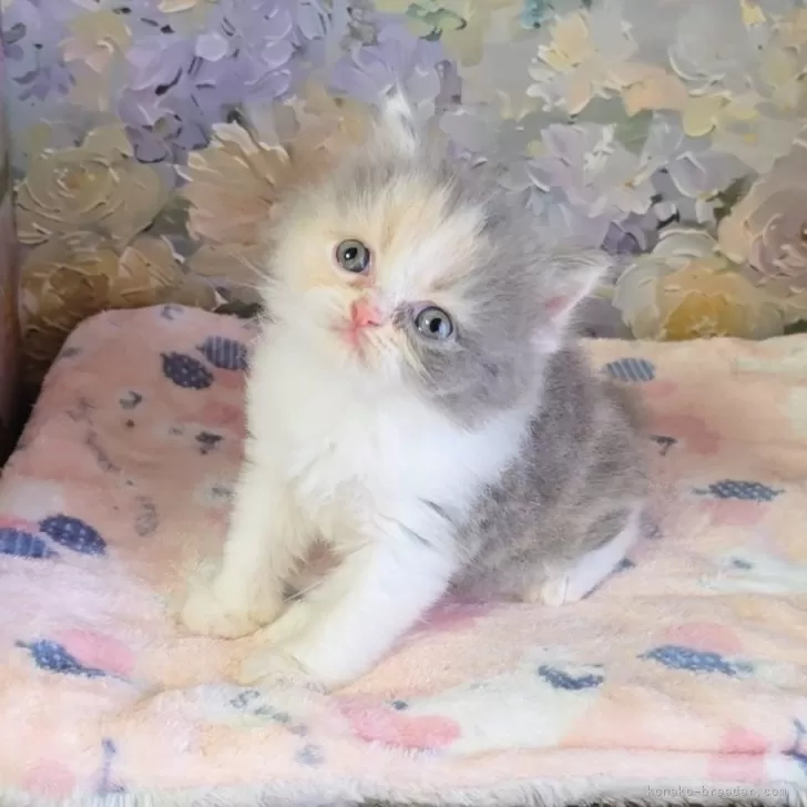 ミヌエット(長足)【長野県・女の子・2025年5月13日・ダイリュートキャリコ】の写真1「こんにちは」