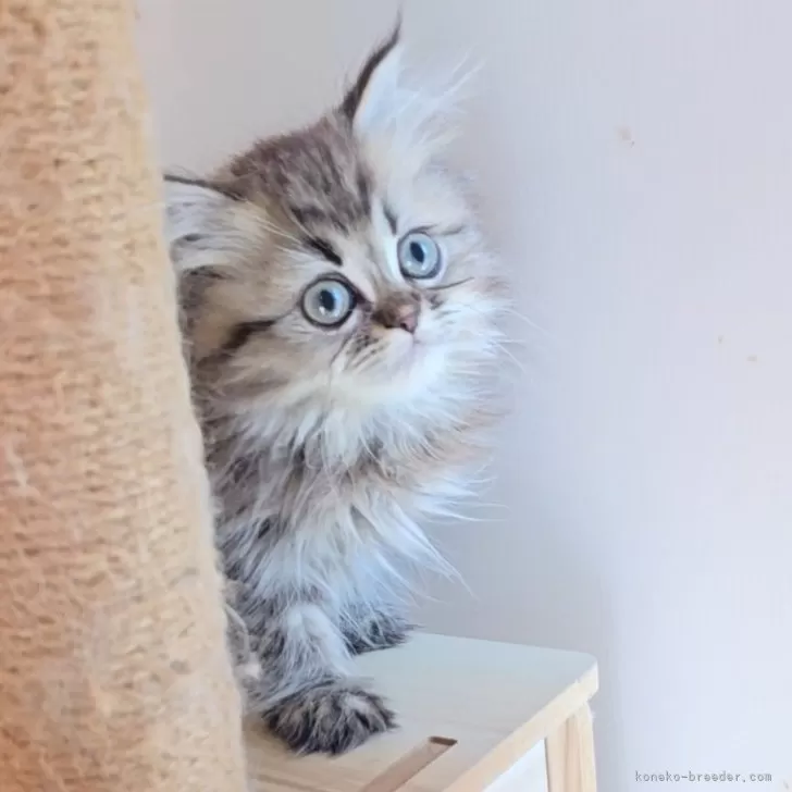 ID：2501-01470の子猫