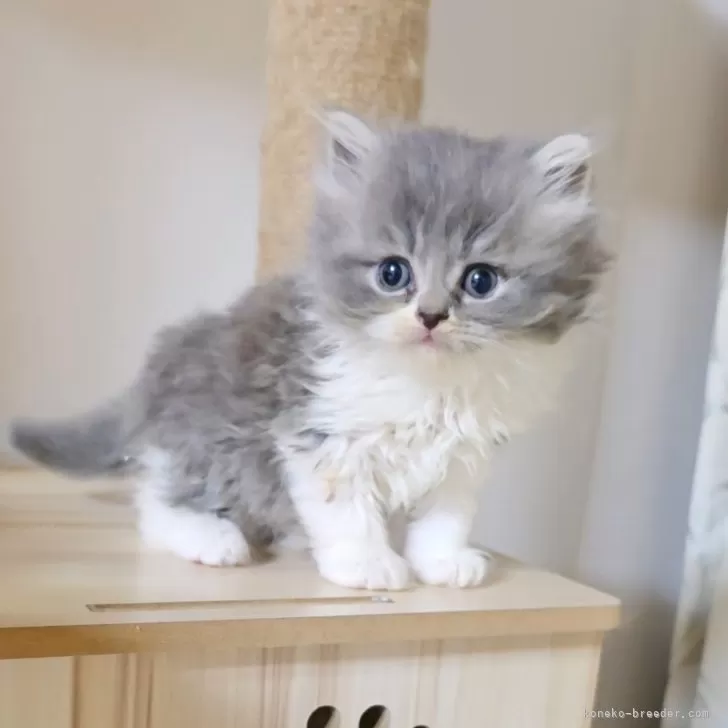 ID:2502-02540の子猫