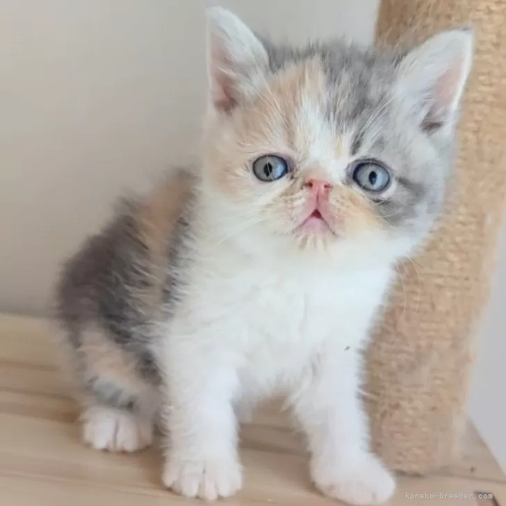 H.K 様のお迎えした子猫