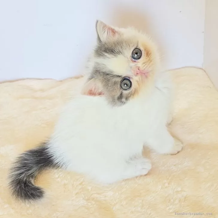 エキゾチックショートヘア【長野県・男の子・2025年8月25日・ブルー&amp;ホワイト】の写真1「こんにちは」