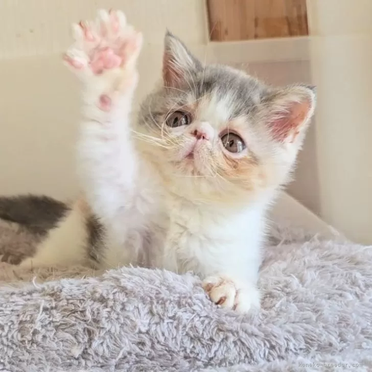 ID：2508-01921の子猫