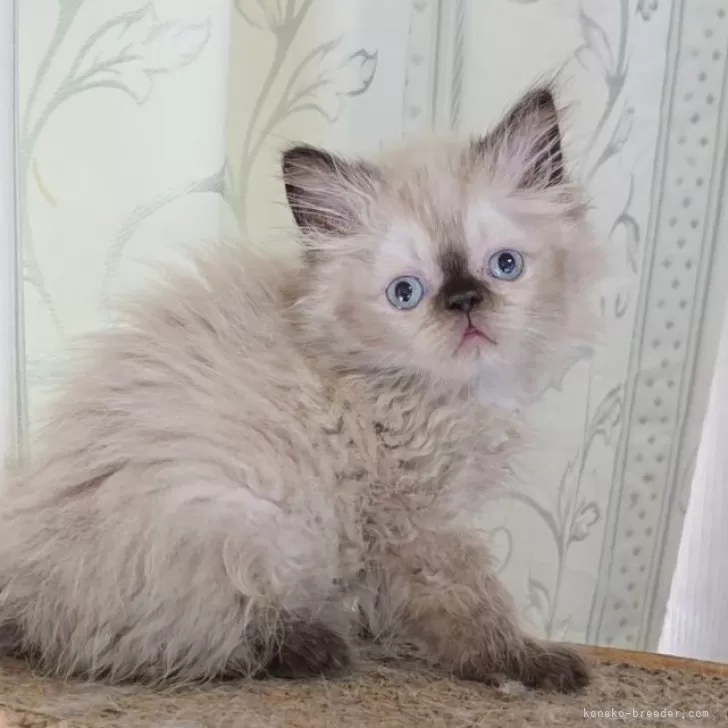 ID：2508-03247の子猫