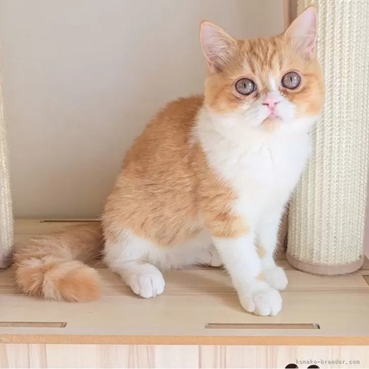 エキゾチックショートヘア【長野県・女の子・2025年5月12日・レッド&amp;ホワイト】の写真1「こんにちは」