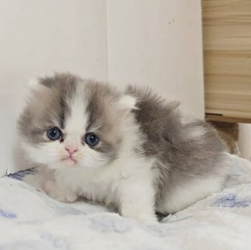 ペルシャ【長野県・男の子・2025年10月3日・ブルー&ホワイト（ロング）】の写真「🩷可愛くなります🩷」