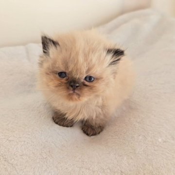 ヒマラヤン【長野県・女の子・2025年10月29日・シールポイント（ふわふわロング）】の写真「🌿‬かわいくなります🌿」