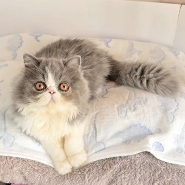 エキゾチックショートヘア【長野県・男の子・2025年5月31日・ブルー&ホワイト（セミロング）】の写真「️🩵️とっても懐っこい男の子🩵」