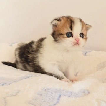 ペルシャ【長野県・男の子・2025年10月3日・ブラウンタビー&ホワイト（ロング）】の写真「🩷可愛くなります🩷」