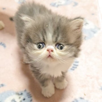 エキゾチックショートヘア【長野県・男の子・2025年9月27日・ブルー&ホワイト（ロング）】の写真「️🩷モコモコな男の子🩷」