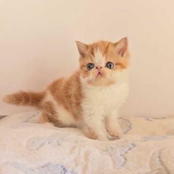 エキゾチックショートヘア【長野県・男の子・2025年9月14日・レッド&ホワイト（ショート）】の写真「🩷もっちもちの男の子🩷」