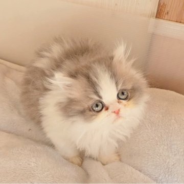 ペルシャ【長野県・男の子・2025年10月3日・ブルー&ホワイト（ロング）】の写真「🩷可愛くなります🥰毛ぶき💯🩷」