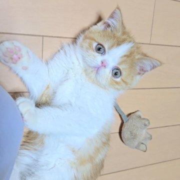 エキゾチックショートヘア【長野県・男の子・2025年10月26日・レッドタビー&ホワイト（ショート）】の写真「🩷懐っこく可愛らしい男の子🩷」