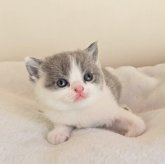 ブリティッシュショートヘア