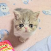 エキゾチックショートヘア