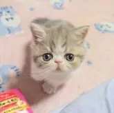 エキゾチックショートヘア