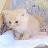 ミヌエット(長足)