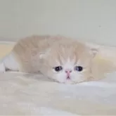エキゾチックショートヘア