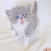 エキゾチックショートヘア