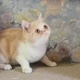 エキゾチックショートヘア
