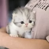 エキゾチックショートヘア