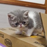 エキゾチックショートヘア