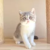 エキゾチックショートヘア