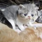 エキゾチックショートヘア