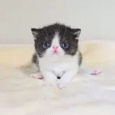 エキゾチックショートヘア