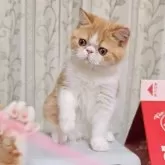 エキゾチックショートヘア