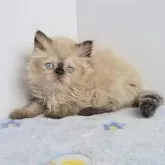 ヒマラヤン