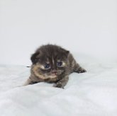 ブリティッシュショートヘア