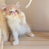 エキゾチックショートヘア