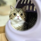 エキゾチックショートヘア