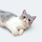 エキゾチックショートヘア
