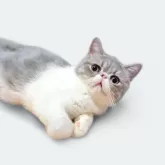 エキゾチックショートヘア