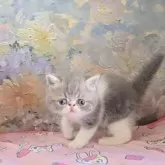 エキゾチックショートヘア