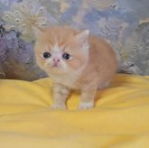 エキゾチックショートヘア