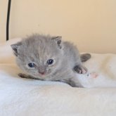 ブリティッシュショートヘア