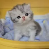 エキゾチックショートヘア