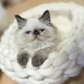 ヒマラヤン